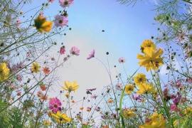 Wildflowers