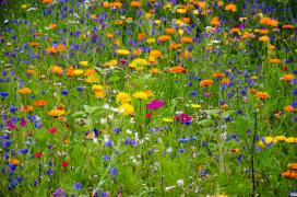 honeybee-wildflowers