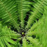 centering with nature