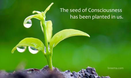 Seedling coming up from the ground covered in water drops