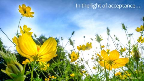 Field of blooming yellow flowers amidst a blue sky with scattered clouds.