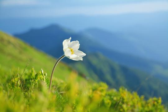 Precious white flower bloom on a green hill in the mountains