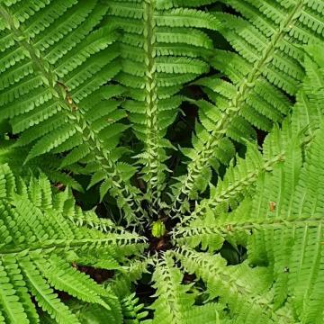 centering with nature