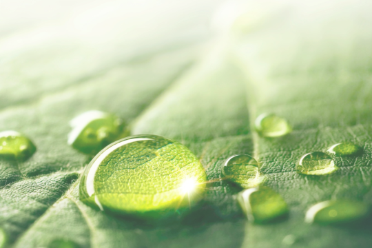 Water droplet on a leaf.