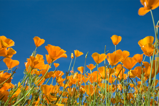 Poppies